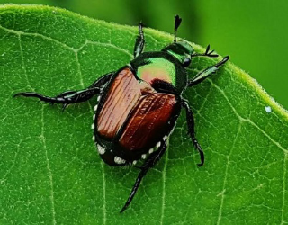 Coleottero giapponese, flagello per l’agricoltura torinese